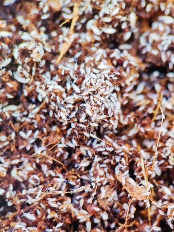 folsomia candida