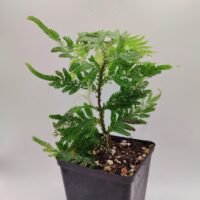 selaginella papua snow