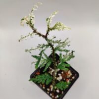 selaginella papua snow