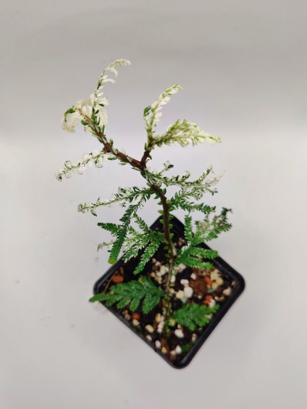 selaginella papua snow