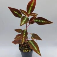 sonerila vietnam neon striped