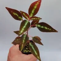 Sonerila sp Vietnam neon stripe