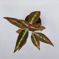 Sonerila sp Vietnam neon stripe