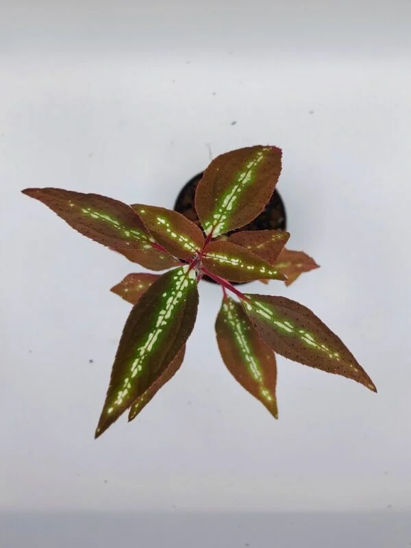 Sonerila sp Vietnam neon stripe