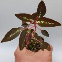 Sonerila sp Vietnam neon stripe