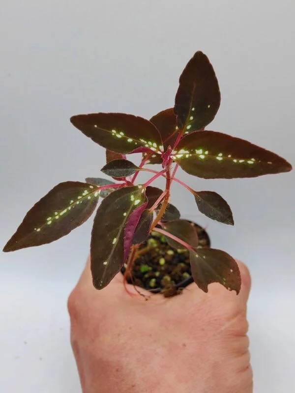 Sonerila sp Vietnam neon stripe