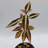 Sonerila sp Vietnam neon stripe