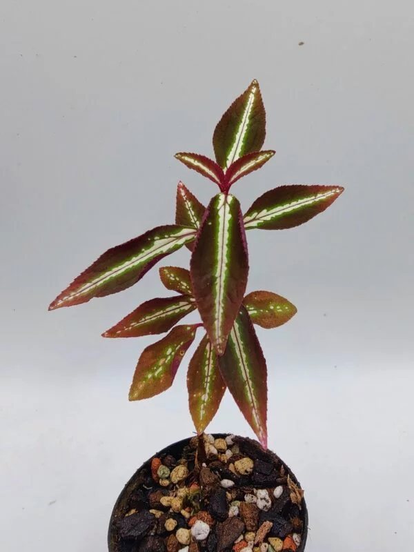 Sonerila sp Vietnam neon stripe