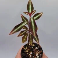 Sonerila sp Vietnam neon stripe
