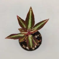 sonerila vietnam neon striped
