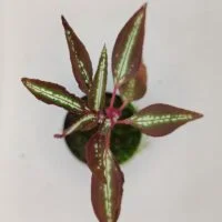 Sonerila sp Vietnam neon stripe