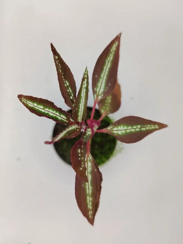 Sonerila sp Vietnam neon stripe