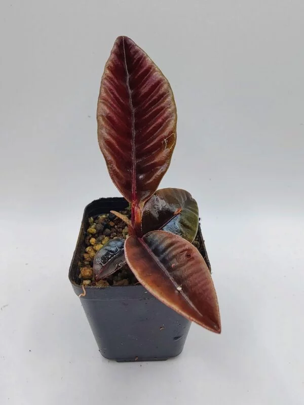 labisia sumatra butterfly