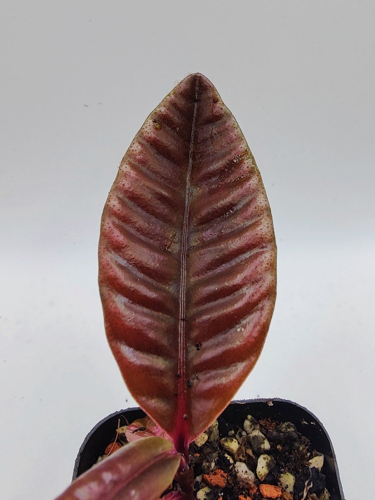 【LA便】★Labisia sp.Riau sumatera【LA0815-01】③★ジュエルラビシア ジュエルアルディシア Ardisia 五目 パルダリウム 熱帯植物  Labisia sp. \" Riau, Sumatera \" ⁄ LA0815-01 [ ラビシア sp. \" リアウ