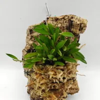 Acianthera asaroides Acianthera asaroides