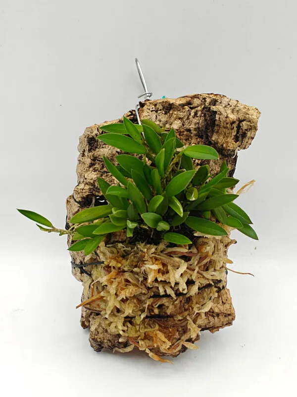 Acianthera asaroides Acianthera asaroides