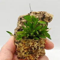 Acianthera asaroides Acianthera asaroides