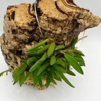 Acianthera asaroides Acianthera asaroides
