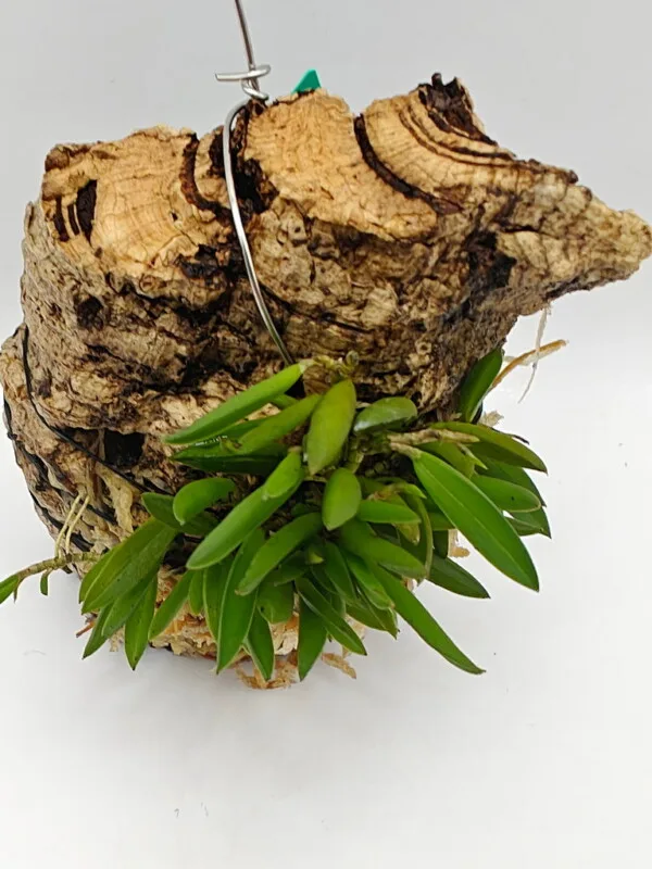 Acianthera asaroides Acianthera asaroides