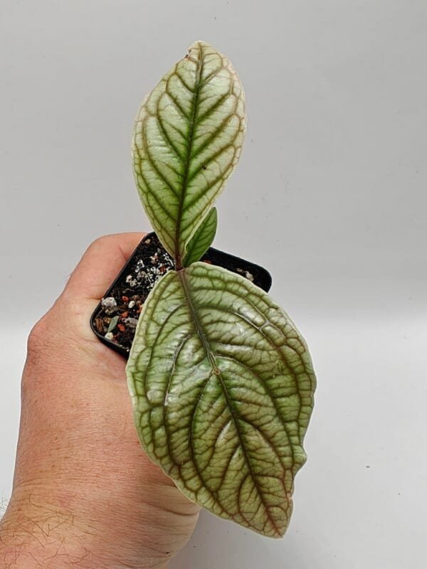 Acranthera-sp-Sumatra