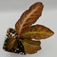 Acranthera sp Thailand