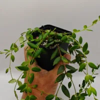 Aeschynanthus gracilis Aeschynanthus gracilis