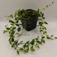 Aeschynanthus gracilis Aeschynanthus gracilis