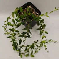 Aeschynanthus gracilis Aeschynanthus gracilis
