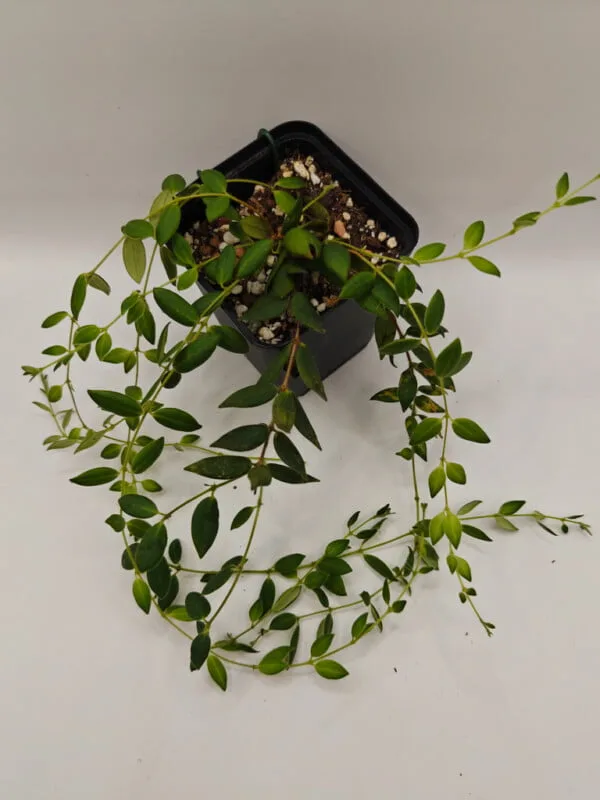 Aeschynanthus gracilis Aeschynanthus gracilis