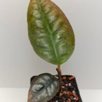 Ardisia Papua Silver