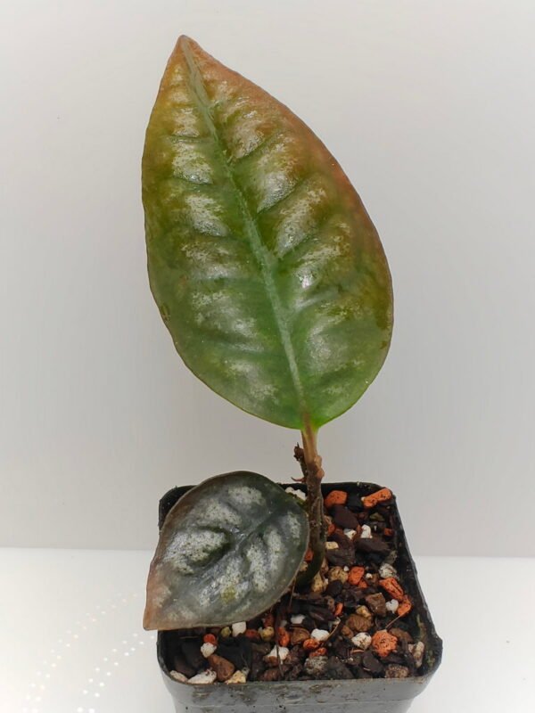 Ardisia Papua Silver