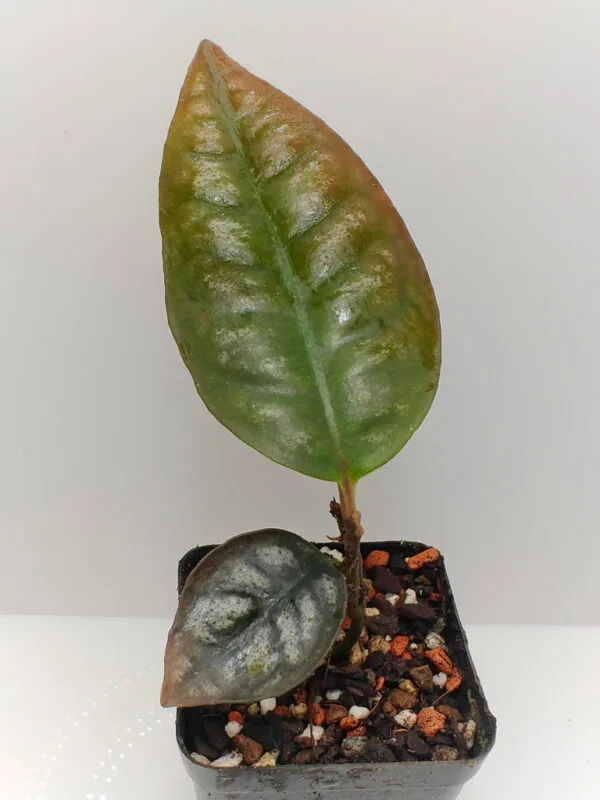 Ardisia Papua Silver Ardisia Papua Silver
