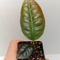 Ardisia Papua Silver