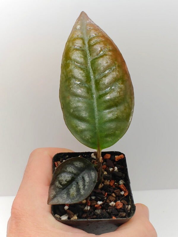 Ardisia Papua Silver