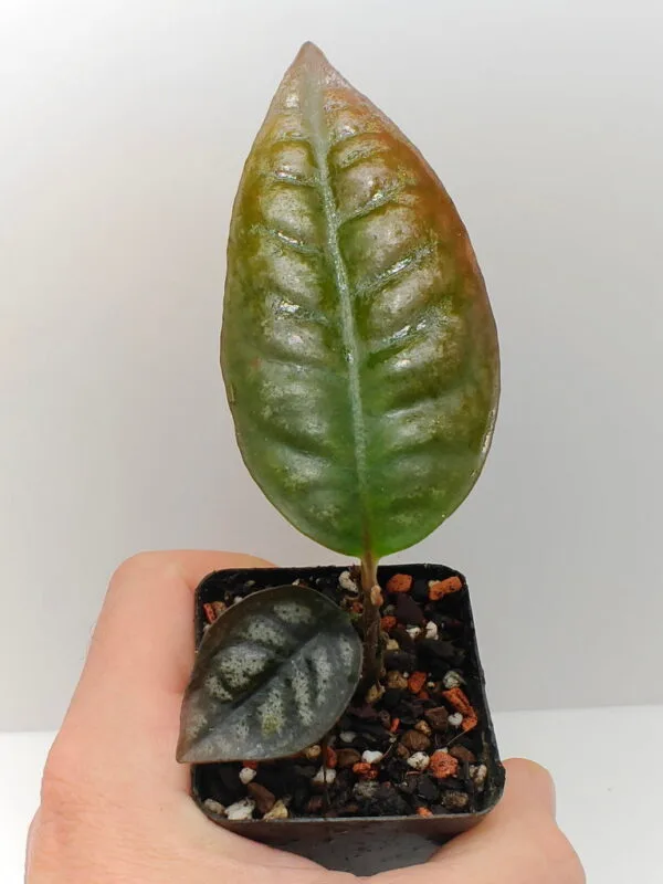 Ardisia Papua Silver