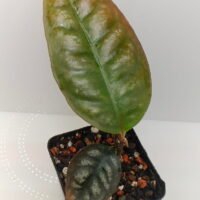 Ardisia Papua Silver