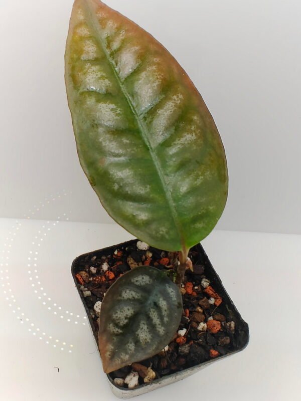 Ardisia Papua Silver