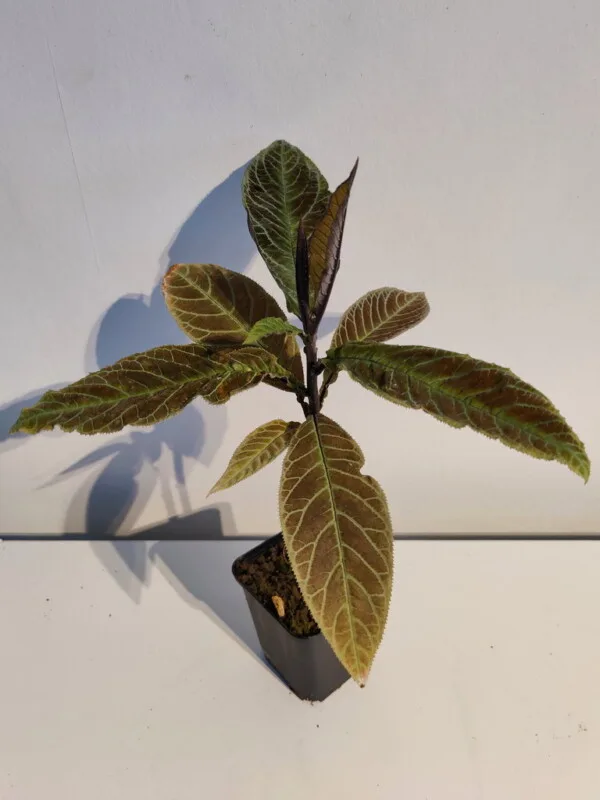 Ardisia gigantifolia Ardisia gigantifolia