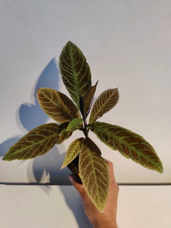 Ardisia gigantifolia