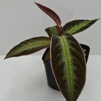 Ardisia malauiana Ardisia malauiana