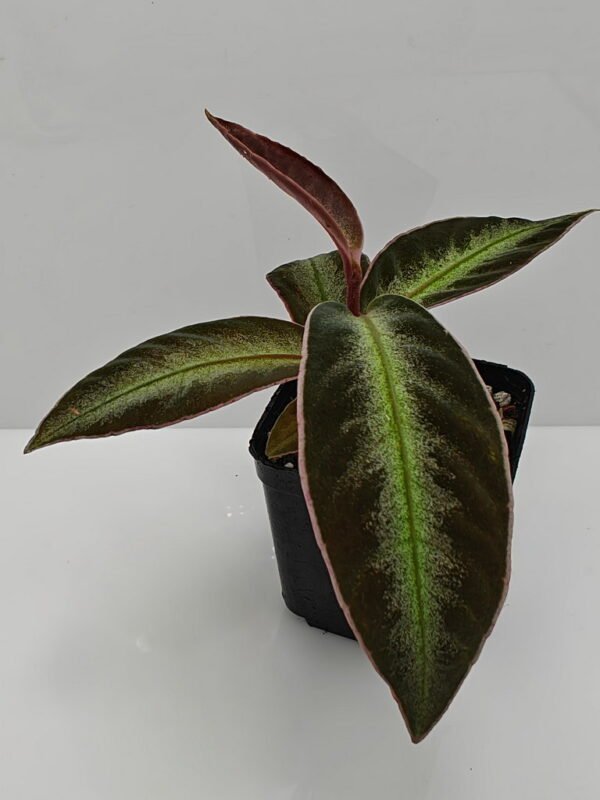 Ardisia malauiana Ardisia malauiana
