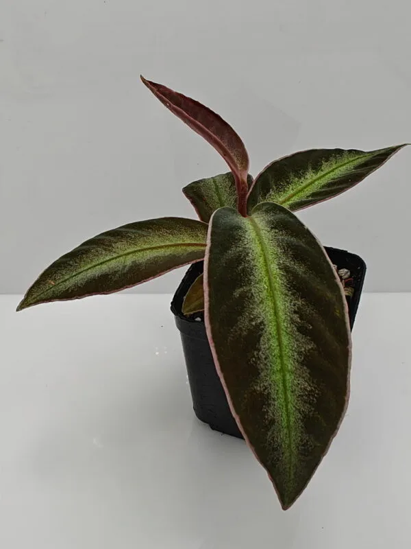 Ardisia malauiana