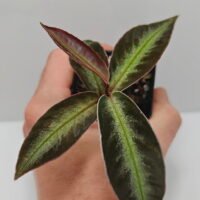 Ardisia malauiana Ardisia malauiana
