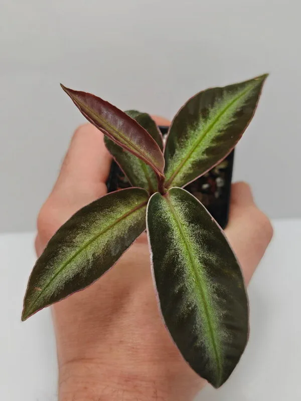 Ardisia malauiana