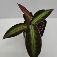 Ardisia malauiana Ardisia malauiana