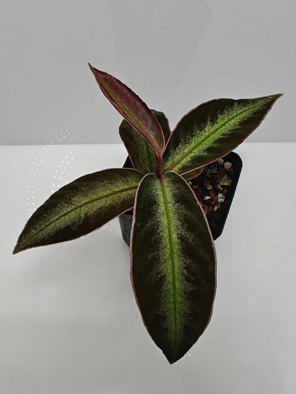 Ardisia malauiana