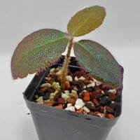 Ardisia mamillata