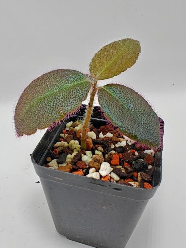 Ardisia mamillata