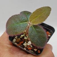 Ardisia mamillata