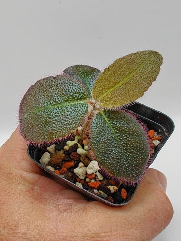 Ardisia mamillata